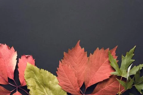 Beautiful autumn background Foto stock