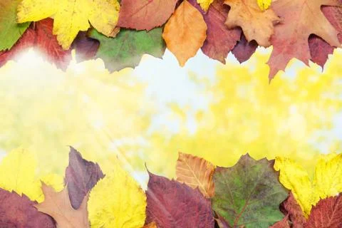 Beautiful autumn background Stock Photos