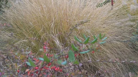 A beautiful autumn color Stock Footage