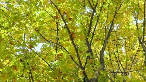 Beautiful autumn colored maple tree in autumn Stock Footage 294977633