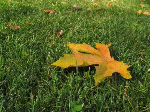 Beautiful autumn day and maple leaf in the garden on the lawn Stock Photos