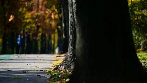 Beautiful autumn day in a park with falling leaves Video stock 69123790