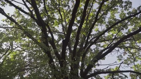 Beautiful autumn deciduous forest Stock Footage 143308644