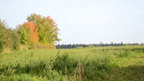 Beautiful autumn, fall Stock Footage 106048359