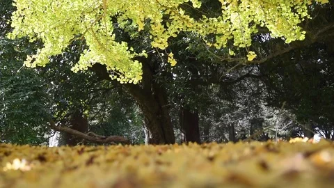 Beautiful autumn foliage Stock Footage