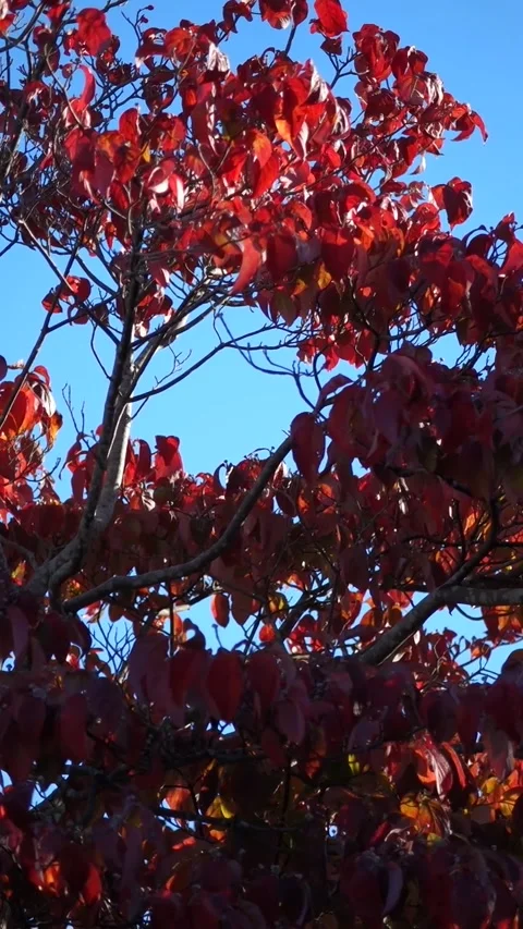Beautiful Autumn Foliage - Red Maple Leaves Against Blue Sky Stockbeeldmateriaal 320446904