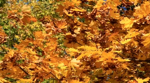 Beautiful autumn Stock Footage 877674