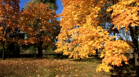 Beautiful autumn Stock Footage 877830