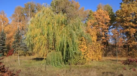 Beautiful autumn Video stock 887380