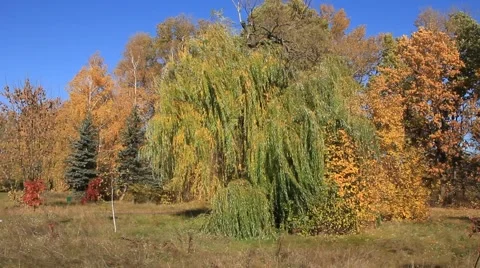 Beautiful autumn Stock Footage 887399