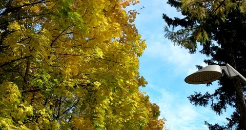 Beautiful autumn Stock Footage 97450345
