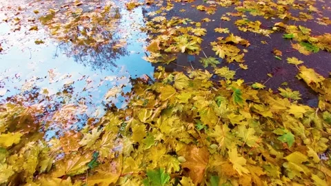 Beautiful autumn Stock Footage 162981915