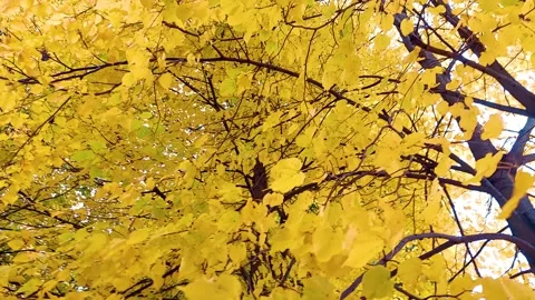 Beautiful autumn Stock Footage 163056205
