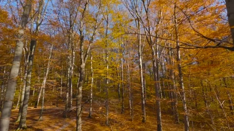 Beautiful autumn Stock Footage 297880427