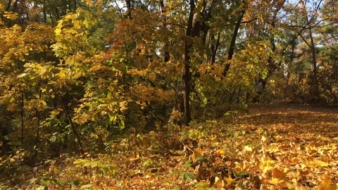 Beautiful autumn forest 1 Stock Footage 101079879