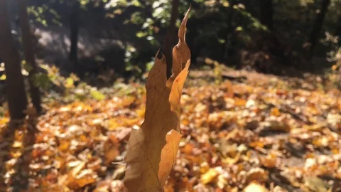 Beautiful autumn forest 10 Stock Footage 101079272