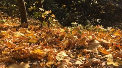 Beautiful autumn forest 11 Stock Footage 101078916
