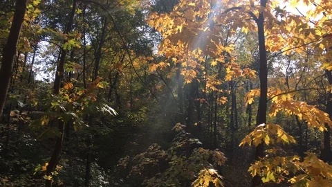 Beautiful autumn forest 13 Stock Footage 101079218