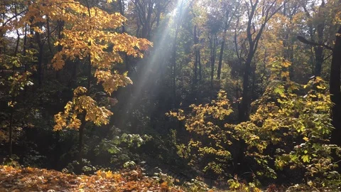 Beautiful autumn forest 14 Stock Footage 101079081