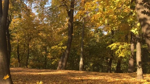 Beautiful autumn forest 15 Stock Footage 101079202