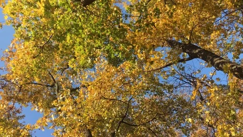Beautiful autumn forest 16 Stock Footage 101079324