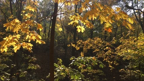Beautiful autumn forest 2 Stock Footage 101078831