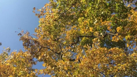 Beautiful autumn forest 3 Stock Footage 101079399