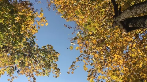 Beautiful autumn forest 4 Stock Footage 101079414