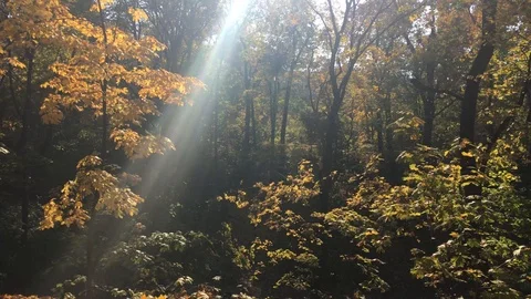 Beautiful autumn forest 5 Stock Footage 101079601