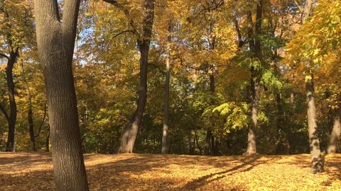 Beautiful autumn forest 6 Stock Footage 101079914