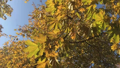 Beautiful autumn forest 7 Stock Footage 101079651