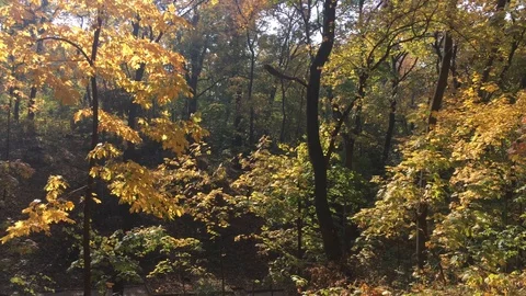 Beautiful autumn forest 8 Stock Footage 101079333