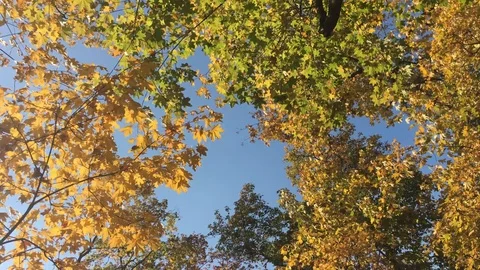 Beautiful autumn forest 9 Stock Footage 101079794