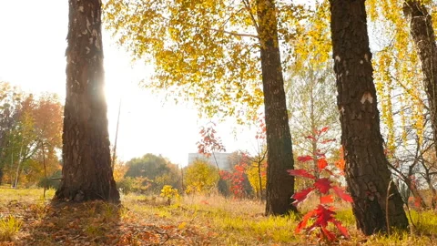Beautiful autumn forest. The bright rays of the sun shine through the trees. A Stock Footage 120470779