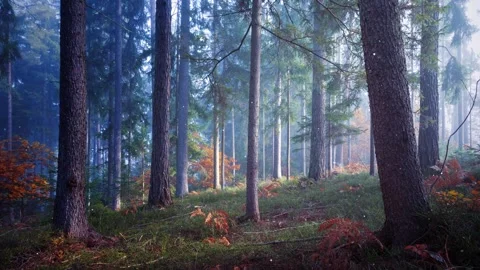 Beautiful autumn forest with firefly particles Stock Footage 345056840