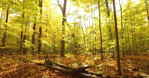 Beautiful Autumn Forest Stock Footage 76141834