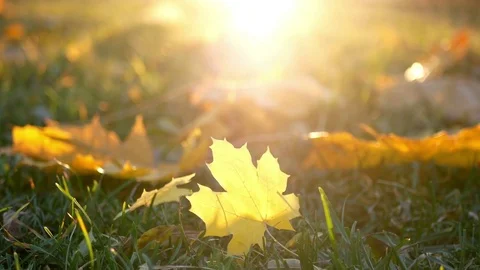 Beautiful autumn forest Stock Footage 81415962