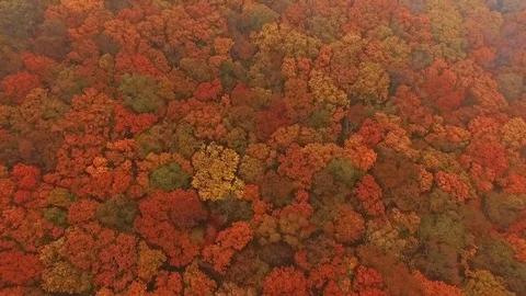 Beautiful autumn forest Stock-Footage 82831155