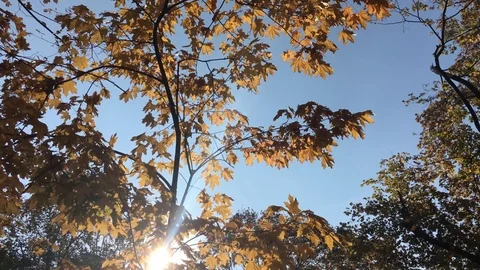 Beautiful autumn forest  Stock Footage 101078824