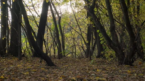 Beautiful autumn forest Stock Footage 141228470