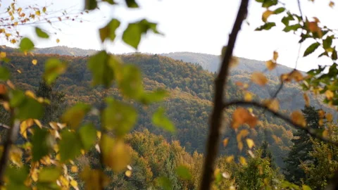 Beautiful autumn in the forest Stock Footage 162944908
