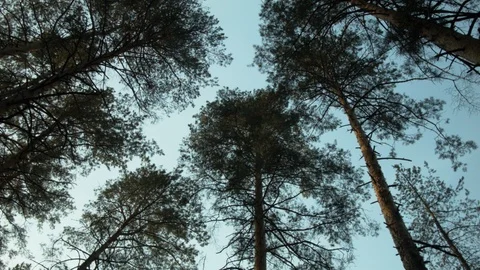 Beautiful autumn forest in front of the sunset. Stock Footage 102122212