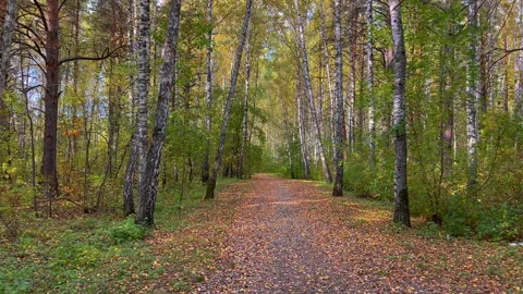 Beautiful autumn forest path covered with fallen leaves Stock Footage 287735208