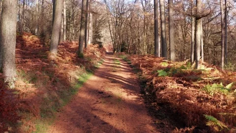 A beautiful autumn forest path in the sun in 4k Stock Footage 144183254