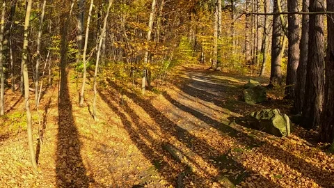 Beautiful autumn forest with setting sun Stock Footage 313448254