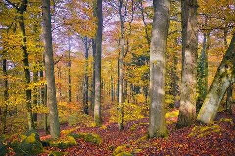 The beautiful autumn forest showcases an array of vibrant yellow leaves, crea Stock Photos