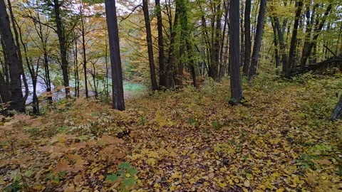 Beautiful autumn forest with slowly falling leaves Stock Footage 319335738