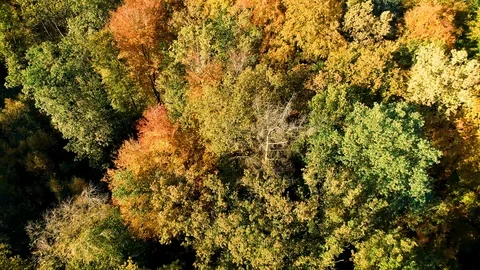 Beautiful Autumn Forest, Top Down - Rijssen, Overijssel / Holland – 4K Drone Stock Footage 126815696