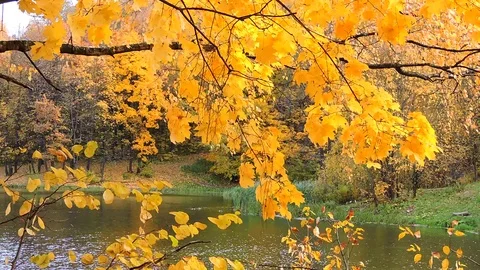 Beautiful autumn forest, trees rustling with yellow and red leaves in the wind Stock Footage 95501089