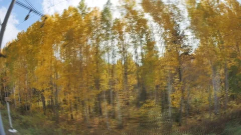 Beautiful autumn forest, view from train moving on railway, Transsib Stock Footage 68105678